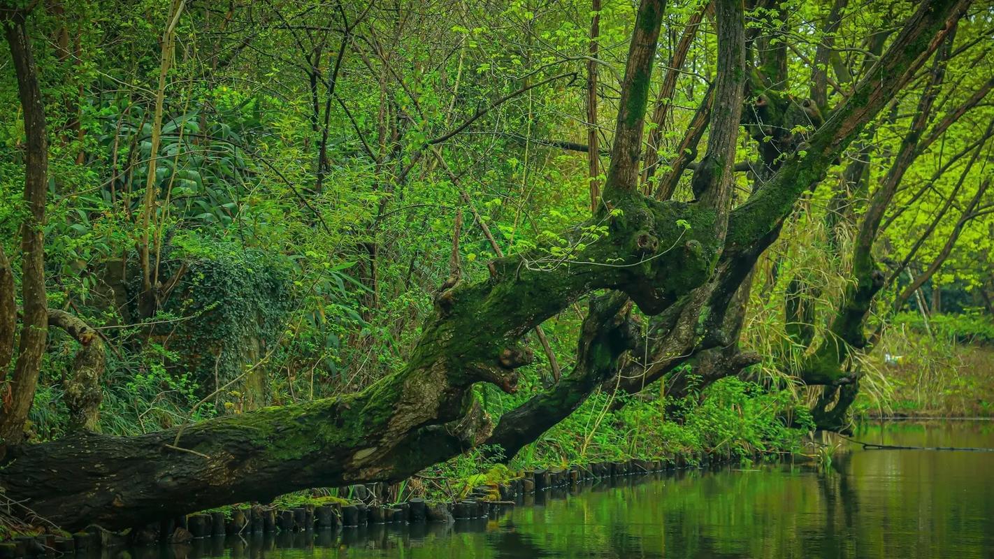 Nine-Greeks-Meandering-Through-a-Misty-Forest